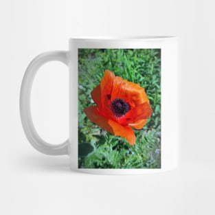 Big poppy flower Mug